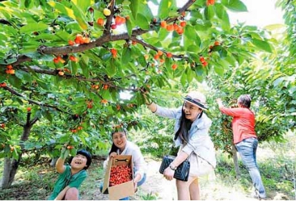 第二届舞彩浅山旅游登山文化节 顺义樱桃唱主角