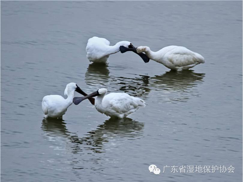 广东最美湿地由你定！