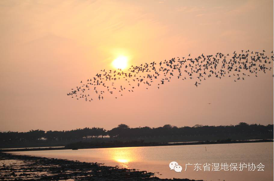 广东最美湿地由你定！