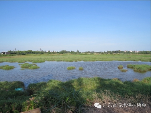 广东最美湿地由你定！