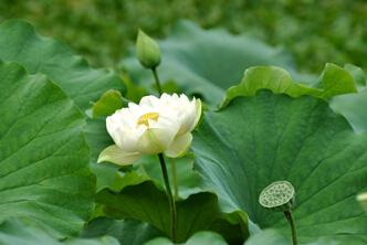 镜湖花开，引爆第二届避暑山庄荷花节