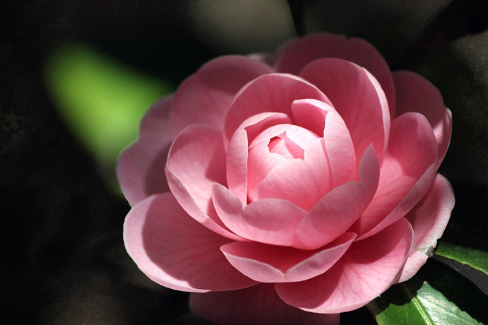 趁着白族“花朝节” 去大理看似锦繁花