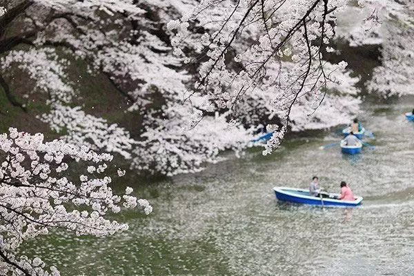 一大波旅行团正在靠近 拿好秘籍避开人潮去日本赏樱花