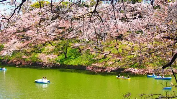 一大波旅行团正在靠近 拿好秘籍避开人潮去日本赏樱花